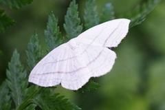 Ditrigona conflexaria