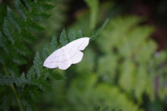 Ditrigona conflexaria