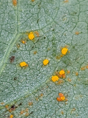 Coleosporium tussilaginis