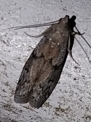 Vitula serratilineella