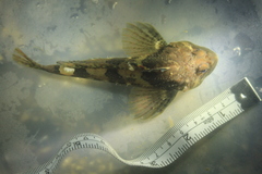 Myoxocephalus polyacanthocephalus
