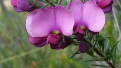 Gompholobium scabrum