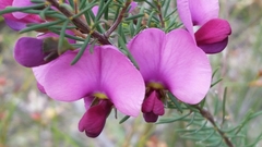 Gompholobium scabrum