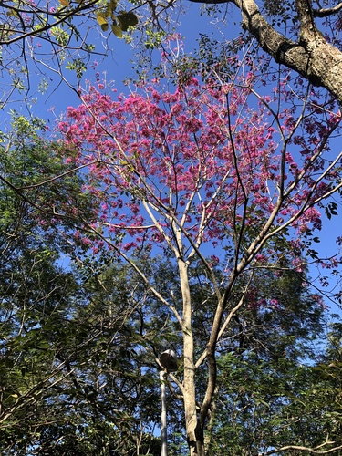 Handroanthus heptaphyllus