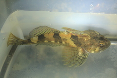 Myoxocephalus polyacanthocephalus