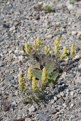 Castilleja arachnoidea