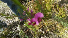 Gompholobium scabrum