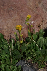 Solidago simplex nana