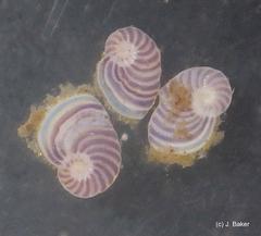Peneroplis planatus