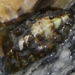 photo of Chitons (Polyplacophora)