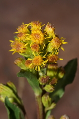 Solidago simplex nana