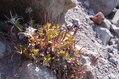 Epilobium clavatum