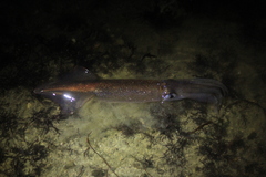 Doryteuthis opalescens