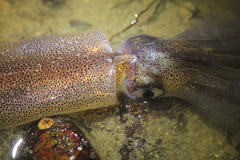 Doryteuthis opalescens