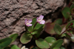 Epilobium clavatum