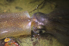 Doryteuthis opalescens