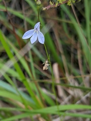 Lobelia nuttallii