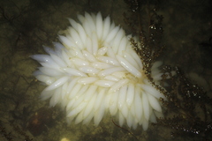 Doryteuthis opalescens