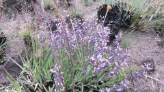 Syncolostemon