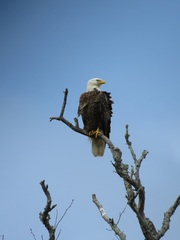 Haliaeetus leucocephalus leucocephalus