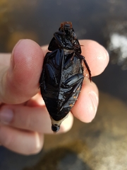 Hydrophilus acuminatus