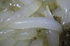 Doryteuthis opalescens