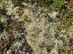 Alectoria ochroleuca