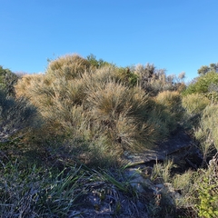 Allocasuarina distyla