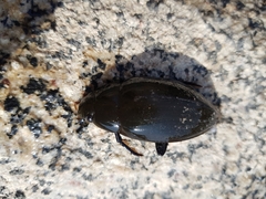 Hydrophilus acuminatus