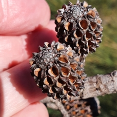 Allocasuarina distyla