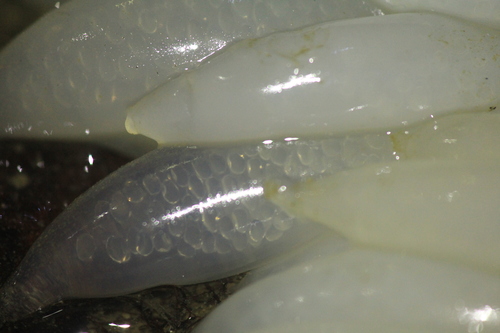 Opalescent Inshore Squid