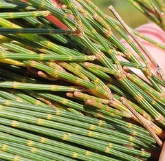 Allocasuarina distyla