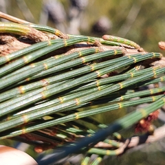 Allocasuarina distyla