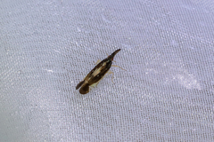 Terauchiana singularis