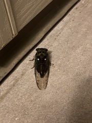Neotibicen
