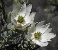 Leucadendron procerum