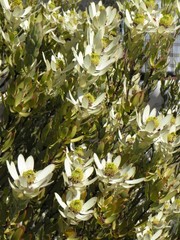 Leucadendron procerum
