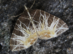 Evecliptopera illitata