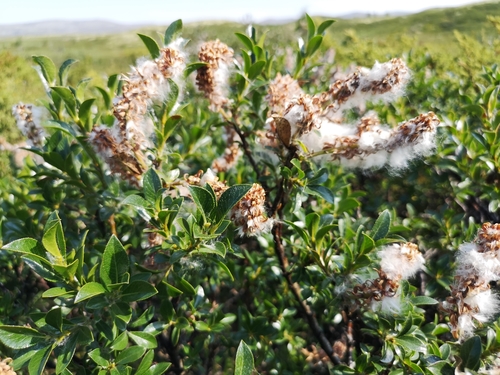 Image of Salix myrsinites by (c) Jens-Christian Svenning, some rights reserved (CC BY)