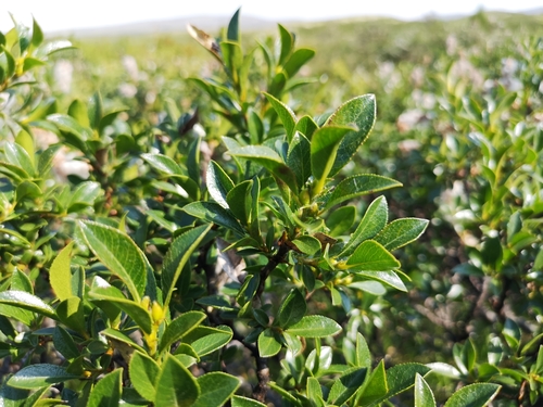 Image of Salix myrsinites by (c) Jens-Christian Svenning, some rights reserved (CC BY)