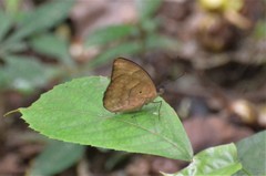 Euriphene tadema