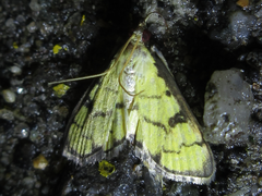 Goniorhynchus butyrosa