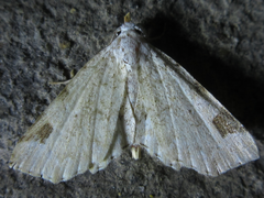 Aventiola trigonifera