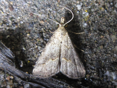 Schrankia separatalis