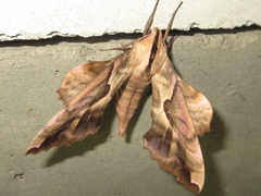 Phyllosphingia dissimilis
