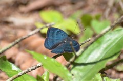 Euriphene
