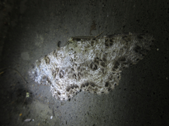Ophthalmitis albosignaria