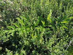 Angelica archangelica archangelica