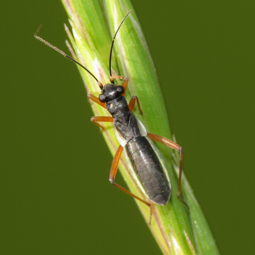 Pithanus maerkelii (Herrich-Schaeffer, 1838)