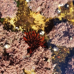 Heliocidaris tuberculata